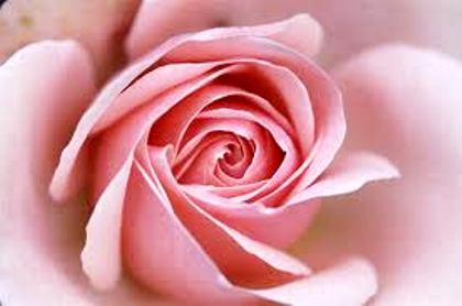 Rose rose pour les filles